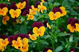 Loài hoa đẹp, độc lạ có thể bạn chưa từng nghe đến