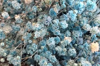 Cách làm hoa baby khô  đơn giản trong vòng một nốt nhạc