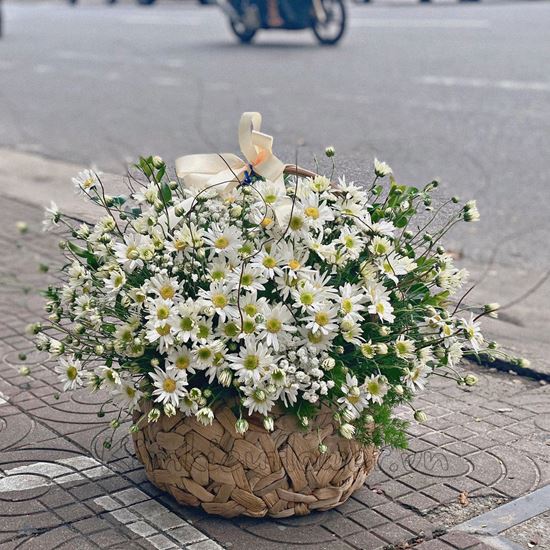 Giỏ hoa cúc họa mi -HG150