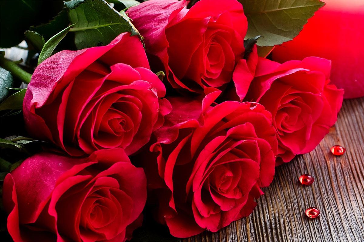 Tại sao tặng hoa hồng đỏ được xem là lãng mạn và những loài hoa hồng đỏ đẹp nhất thế giới