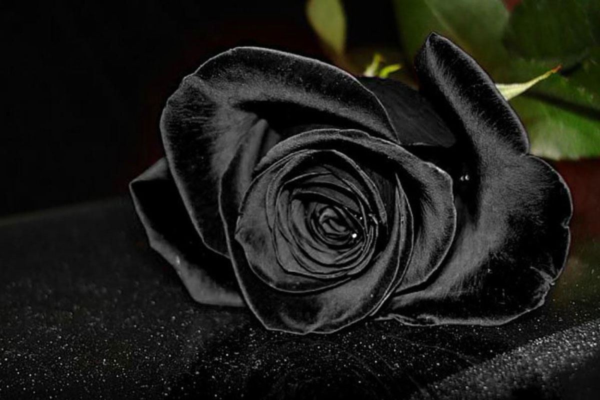 Hoa hồng đen có thật không? Những tiết lộ không ngờ về hoa hồng đen