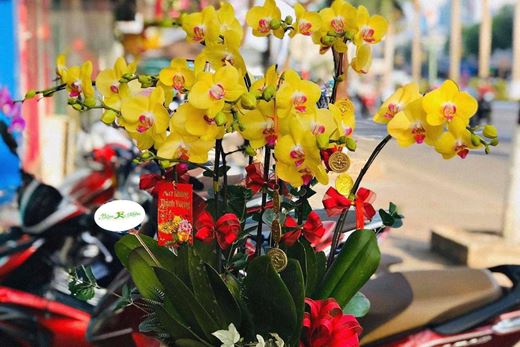 Lan Hồ Điệp giá RẺ, ĐẸP nhất tại Đà Nẵng