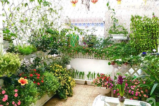 Cách chọn hoa trồng ở ban công