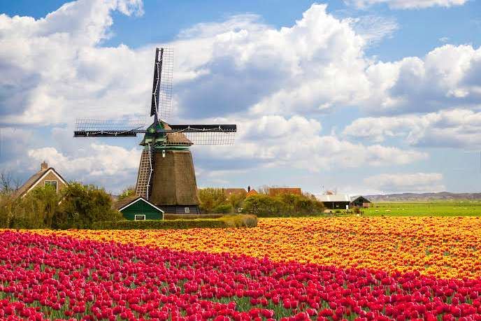 7 cánh đồng hoa đẹp nổi tiếng nhất thế giới bạn nên đi một lần trong