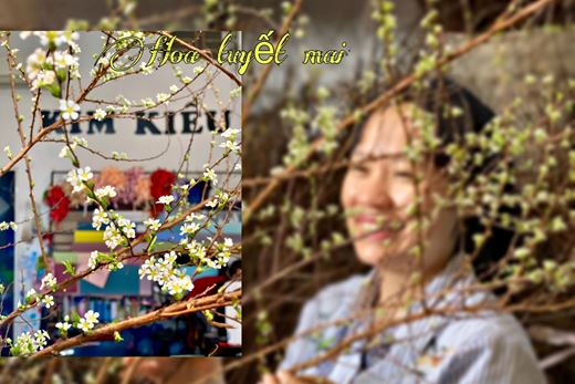 Hoa tuyết mai ? Mẹo dưỡng hoa tuyết mai tươi và chơi lâu trong Tết ?