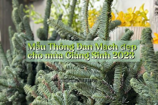 Một số mẫu thông Nobilis Đan Mạch đẹp cho mùa giáng sinh 2023