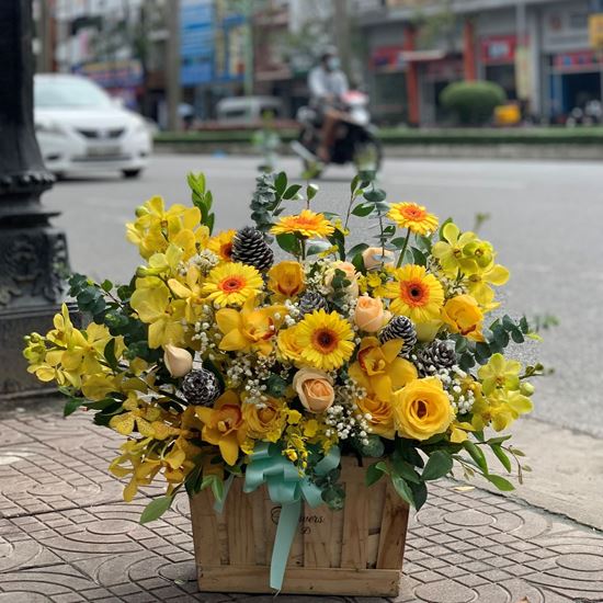 lẵng hoa đồng tiền, địa lan- HG164