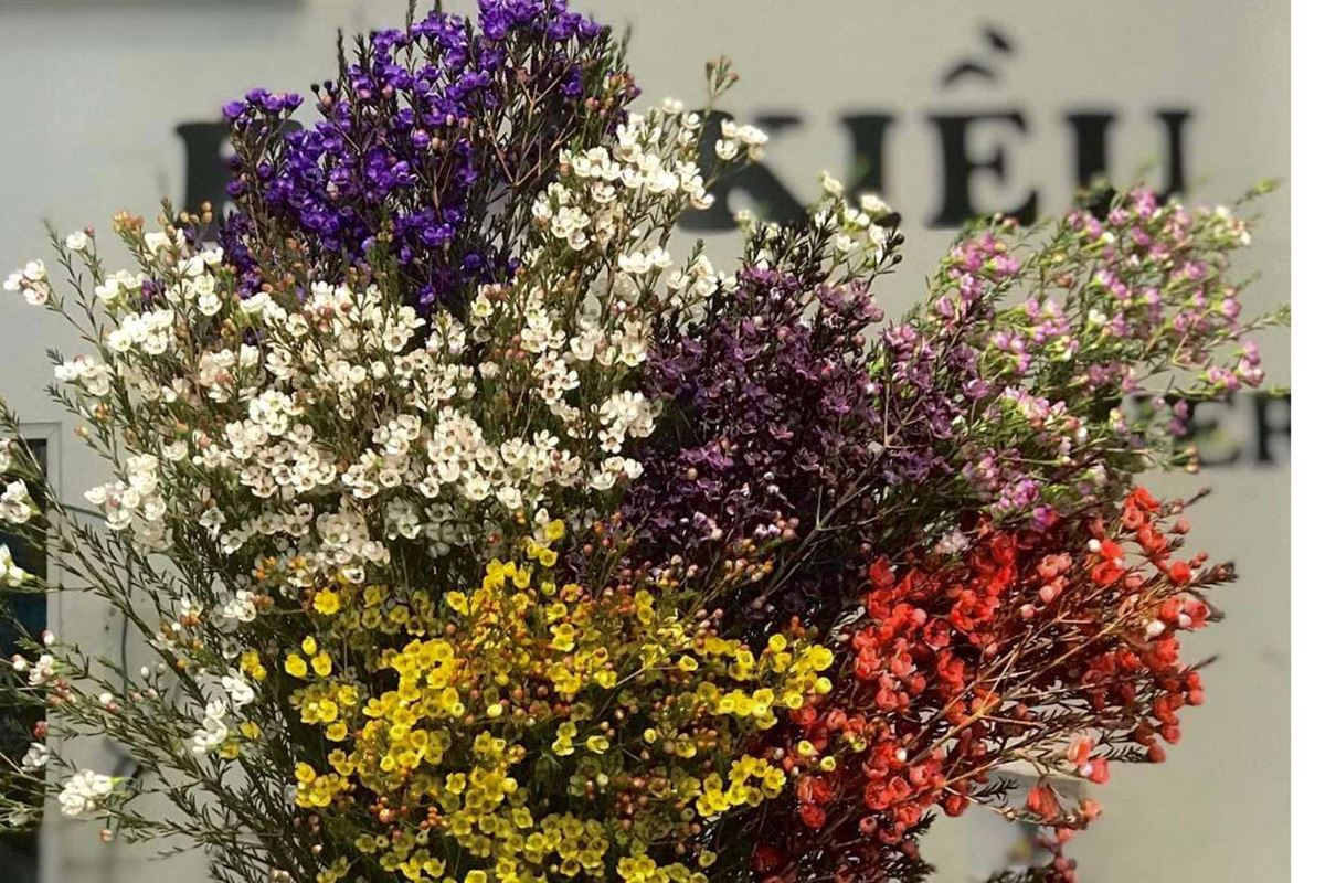 Thanh liễu giá bao nhiêu? Thanh liễu độ bền bao nhiêu ngày ?