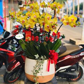 Chậu lan hồ điệp vàng - HĐ01