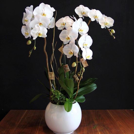 Chậu lan hồ điệp trắng - HĐ02