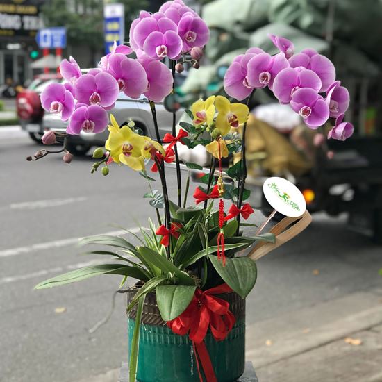 Chậu lan hồ điệp vàng, tím - HĐ03