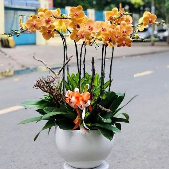 Chậu lan hồ điệp cam - HĐ04