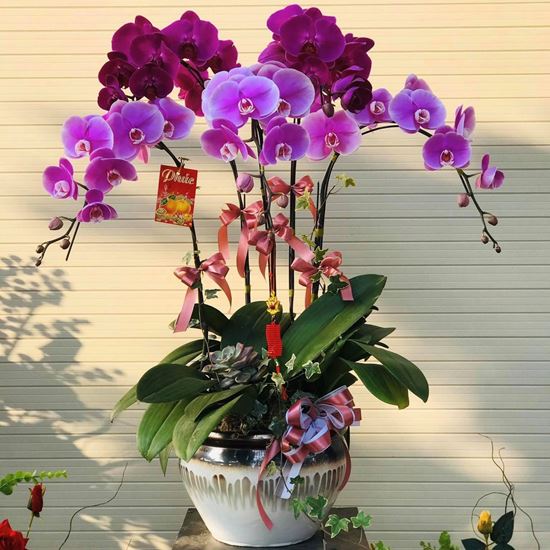Chậu lan hồ điệp tím hồng, đậm - HĐ05