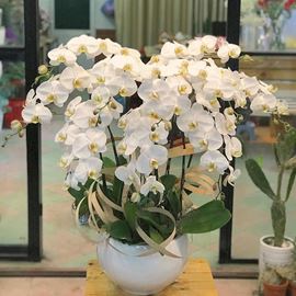 Chậu lan hồ điệp trắng - HĐ06