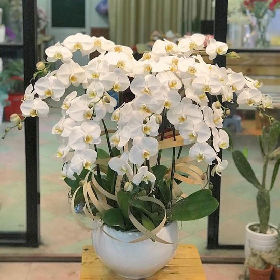 Chậu lan hồ điệp trắng - HĐ06