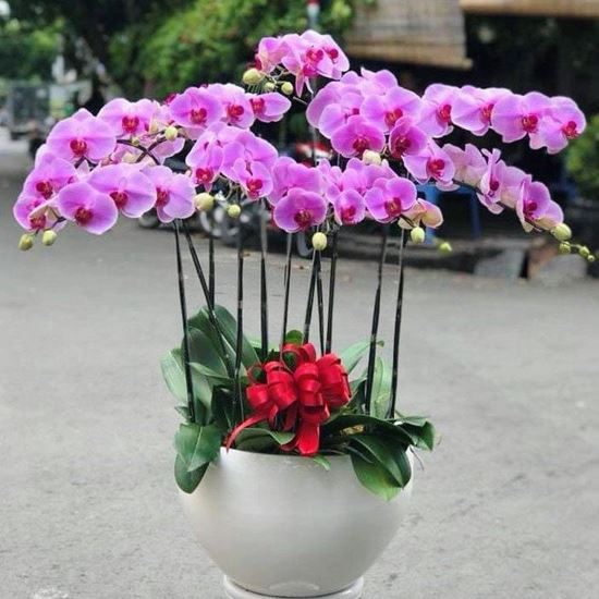 Chậu lan hồ điệp tím - HĐ07