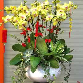 Chậu lan hồ điệp tím - HĐ07