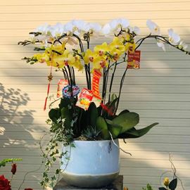 Chậu lan hồ điệp - HĐ09