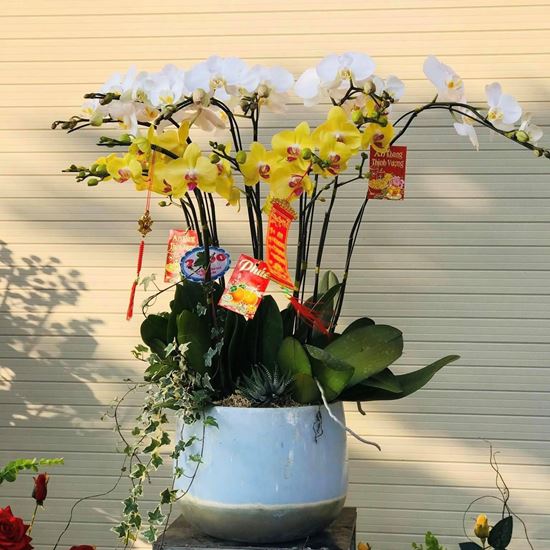 Chậu lan hồ điệp - HĐ09