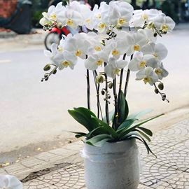 Chậu lan hồ điệp trắng - HĐ10