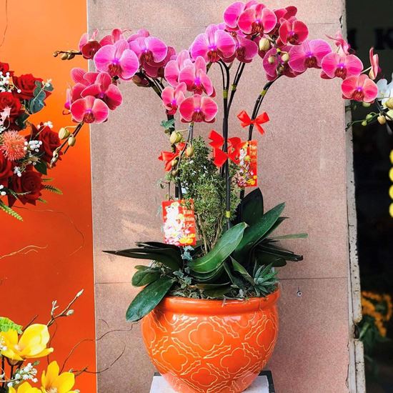 Chậu lan hồ điệp trắng - HĐ10