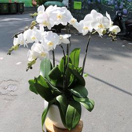 Chậu lan hồ điệp trắng - HĐ12