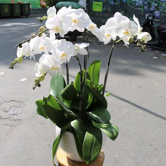 Chậu lan hồ điệp trắng - HĐ12
