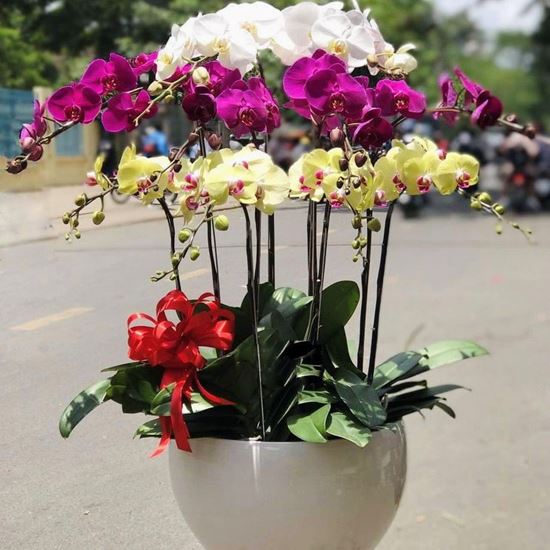 Chậu lan hồ điệp tím, trắng, vàng - HĐ13
