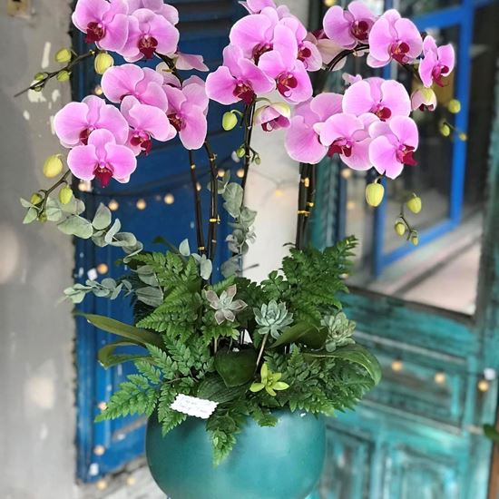 Chậu lan hồ điệp tím - HĐ14