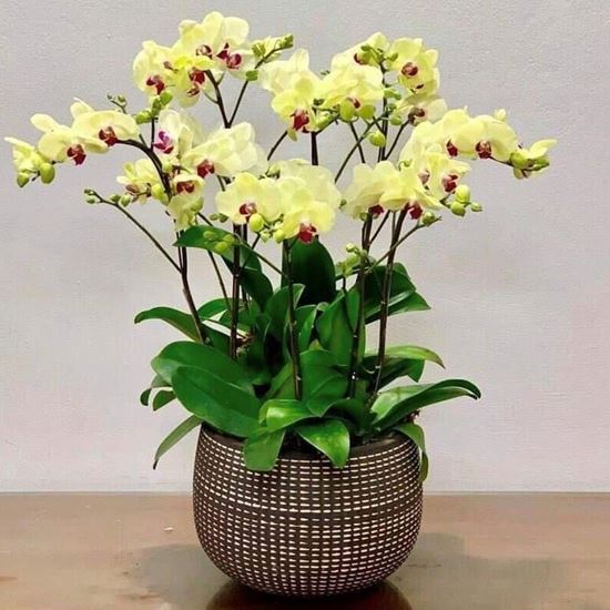 Chậu lan hồ  điệp vàng - HĐ15