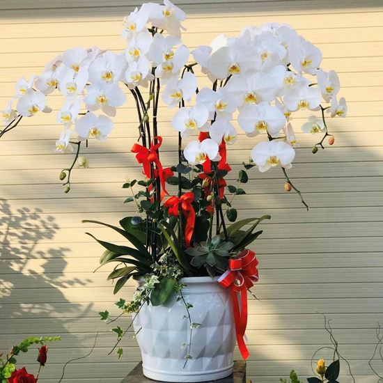 Chậu lan hồ điệp trắng - HĐ16