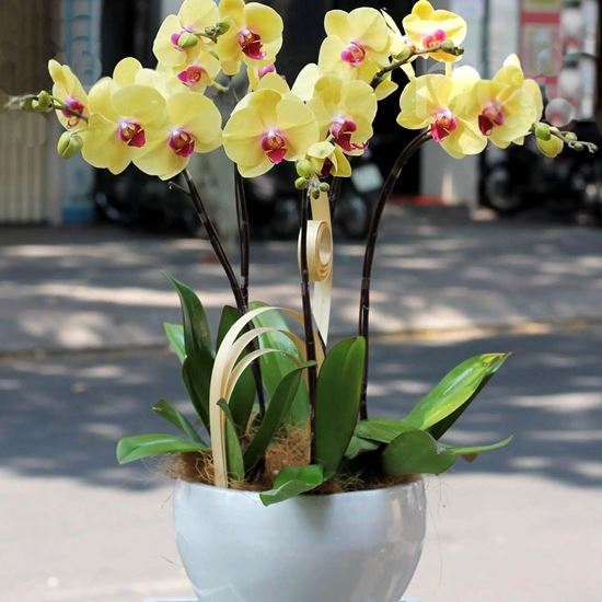 Chậu lan hồ điệp vàng - HĐ17