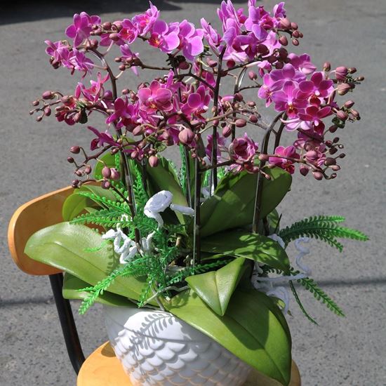 Chậu hoa lan hồ điệp tím mini - HĐ18