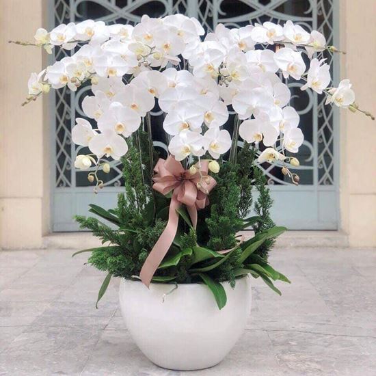 Chậu lan hồ điệp trắng - HĐ19