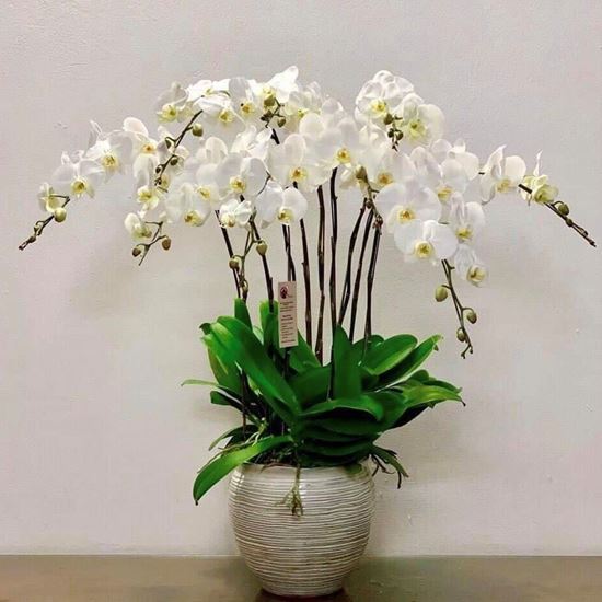 Chậu lan hồ điệp trắng - HĐ21