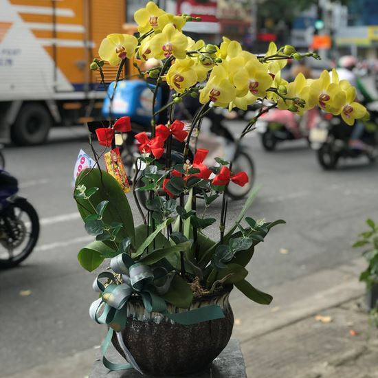 Chậu lan hồ điệp vàng - HĐ22