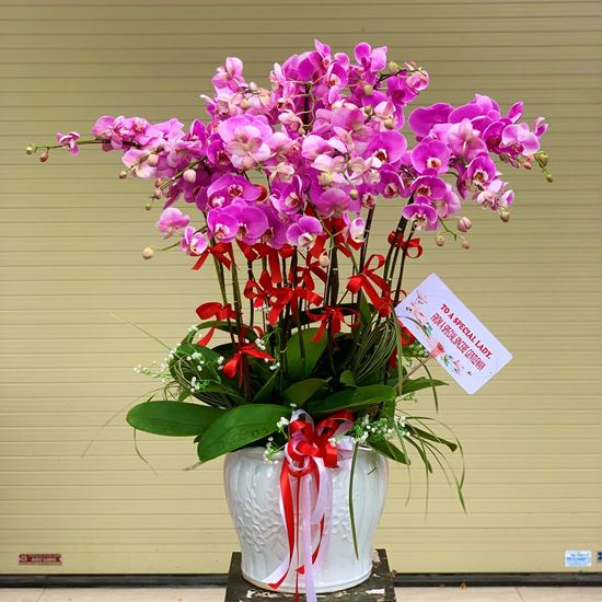 Chậu lan hồ điệp tím - HĐ23