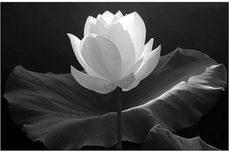 Vòng hoa đám tang, hoa chia buồn giá bao nhiêu tiền?