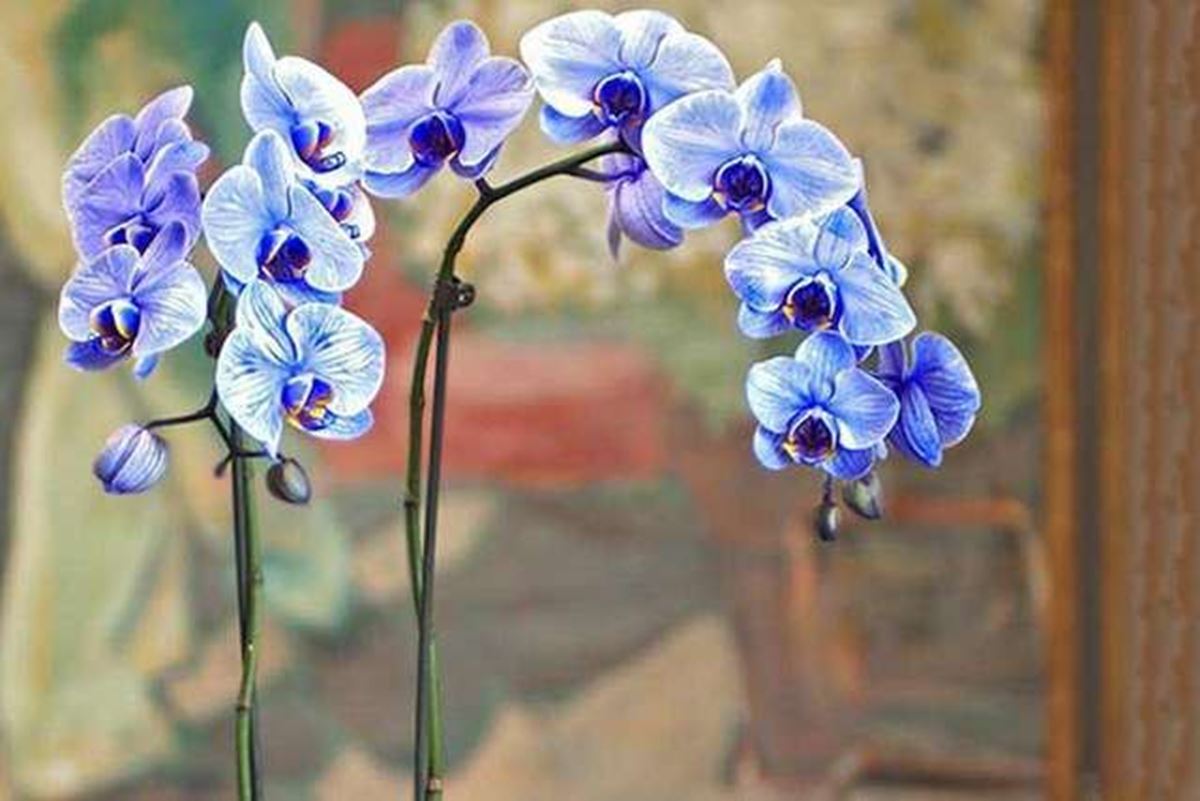 Ý nghĩa hoa lan hồ điệp theo màu sắc