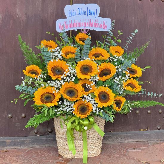 Lẵng hoa hướng dương - HG230