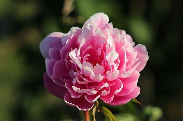 6 SỰ THẬT THÚ VỊ VỀ HOA PEONIES