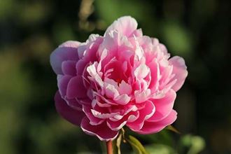 6 SỰ THẬT THÚ VỊ VỀ HOA PEONIES