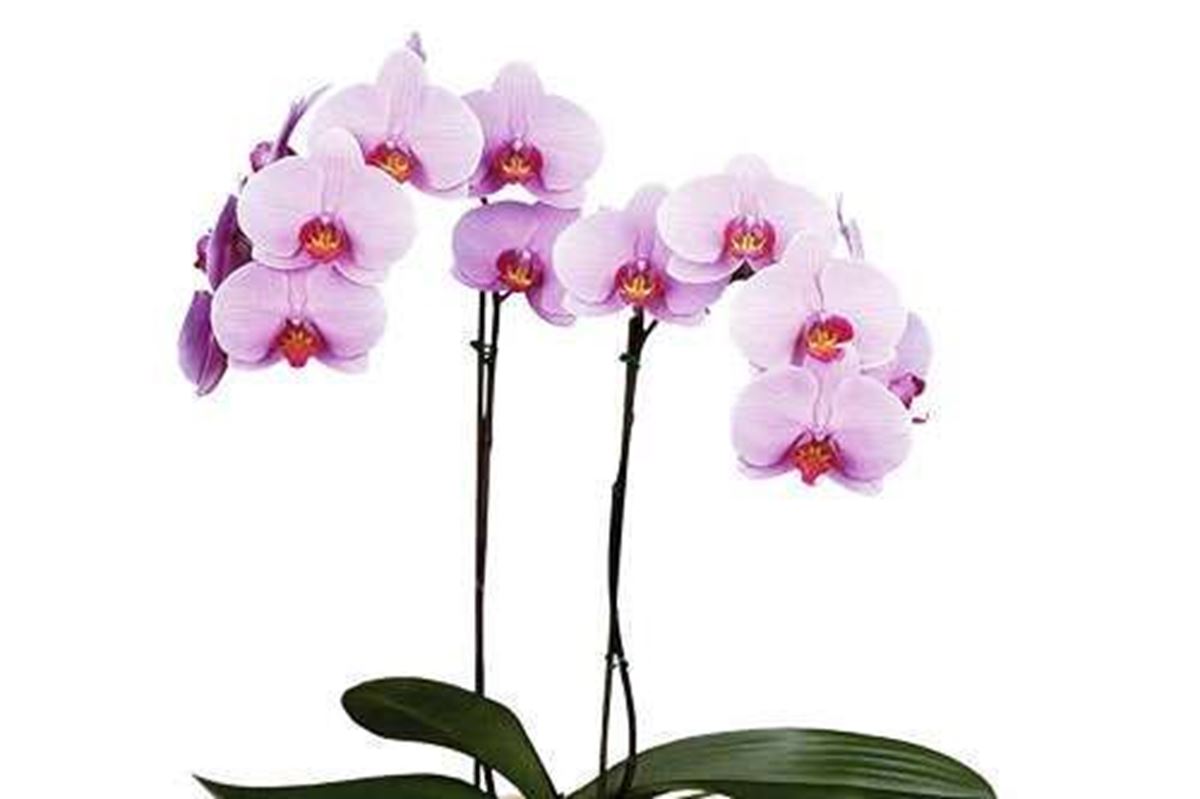 Hoa Lan có mấy loại ? Ý nghĩa hoa lan theo phong thủy?