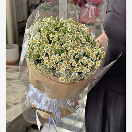 Bó hoa chúc mừng cúc tana - HB1040