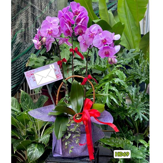 Chậu Lan Hồ Điệp Tím - HĐ69