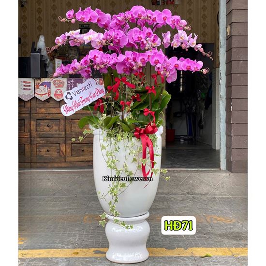 Bình lan hồ điệp tím - HĐ71