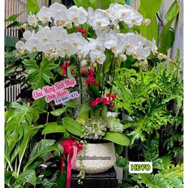 Chậu lan hồ điệp trắng - HĐ70