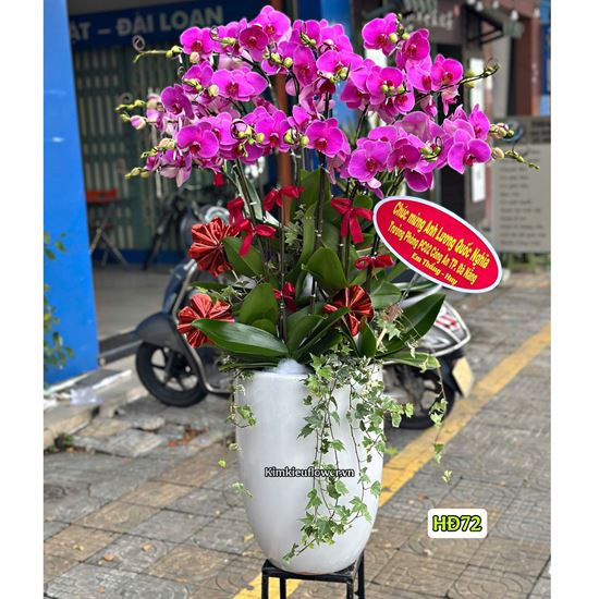 Bình lan hồ điệp tím - HĐ72