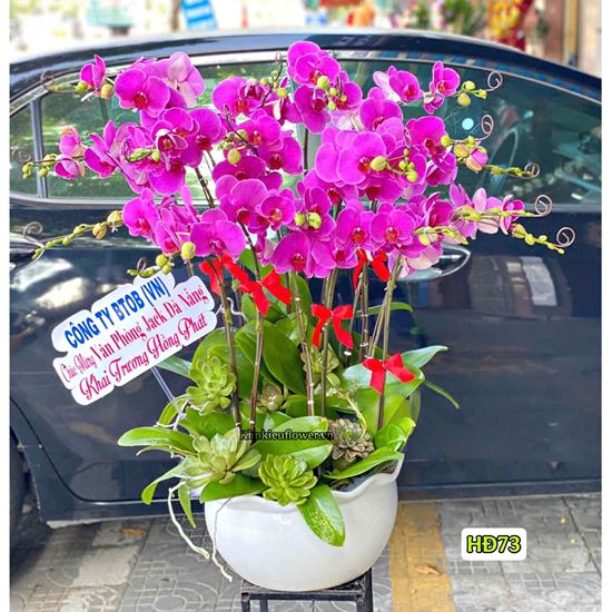 Chậu lan hồ điệp tím - HĐ73