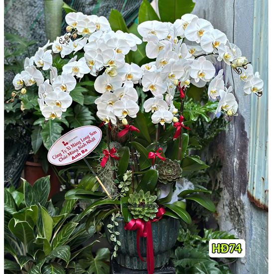 Chậu lan hồ điệp trắng - HĐ74